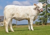 DOSE TAUREAU MAGIQUE - NFR8843788346 - 3892612
