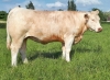 DOSE TAUREAU MAGIQUE - NFR8843788346 - 3892612