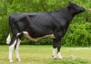 DOSE TAUREAU MACHENAUD - NFR8843874557 - 6691879