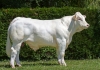 DOSE TAUREAU ORMONT - NFR8844129738 - 3895926
