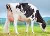 DOSE TAUREAU PREVIEW PP - NFR8844169487 - 6696291