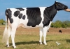 DOSE TAUREAU PERITIO P - NFR8844173782 - 6695828