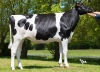 DOSE TAUREAU PERITIO P - NFR8844173782 - 6695828