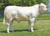 DOSE TAUREAU SOCRATE - NFR8907452357 - 38A1288