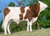DOSE TAUREAU USTINO - NFR9023898106 - 46A3018