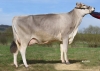 DOSE SEXEE FEM 90 TAUREAU RIDLEY - XLU118070159 - 2197747