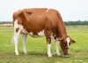 DOSE TAUREAU PRIME PP - NNL000561896319 - 19A3351