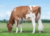 DOSE TAUREAU FREEST RED - NNL000574590532 - 6697153