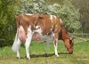 DOSE TAUREAU FREEST RED - NNL000574590532 - 6697153