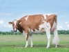 DOSE TAUREAU FREEST RED - NNL000574590532 - 6697153