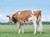 DOSE TAUREAU FREEST RED - NNL000574590532 - 6697153