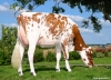 DOSE TAUREAU FREEST RED - NNL000574590532 - 6697153