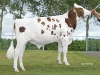 DOSE TAUREAU ALTATOP R - NNL000648499675 - 6695299
