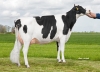DOSE TAUREAU JAYVANO RF - NNL000667323913 - 6695131