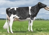 DOSE TAUREAU KP CARTER - NNL000765751337 - 6691731