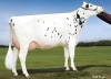 DOSE TAUREAU KP CARTER - NNL000765751337 - 6691731