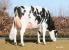 DOSE TAUREAU KP CARTER - NNL000765751337 - 6691731