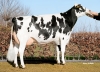 DOSE TAUREAU KP CARTER - NNL000765751337 - 6691731