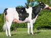 DOSE TAUREAU KP CARTER - NNL000765751337 - 6691731