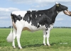 DOSE TAUREAU KP CARTER - NNL000765751337 - 6691731