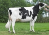 DOSE TAUREAU KP CARTER - NNL000765751337 - 6691731
