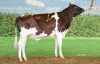 DOSE TAUREAU BUTTERCUPP - NNL000926807954 - 19A0844