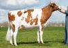 DOSE TAUREAU BUTTERCUPP - NNL000926807954 - 19A0844