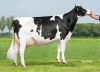 DOSE TAUREAU WOODY WILL - NNL000965020507 - 6695494