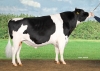 DOSE TAUREAU WOODY WILL - NNL000965020507 - 6695494