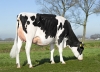 DOSE TAUREAU WOODY WILL - NNL000965020507 - 6695494