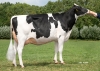 DOSE TAUREAU WOODY WILL - NNL000965020507 - 6695494