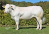 DOSE TAUREAU BLUESKY - NNL566458183 - 2597549