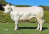 DOSE TAUREAU BLUELIGHT - NNL566458222 - 2597550
