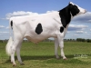 DOSE TAUREAU LIAISON - NUS003142181106 - 66A0755