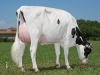 DOSE TAUREAU LIAISON - NUS003142181106 - 66A0755
