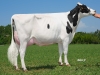 DOSE TAUREAU LIAISON - NUS003142181106 - 66A0755