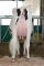 DOSE TAUREAU LIAISON - NUS003142181106 - 66A0755
