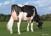 DOSE TAUREAU PIXIE COOP - NUS003201895128 - 6696686