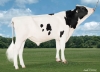 DOSE TAUREAU MEKI - NUS003209251453 - 6697392