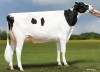 DOSE TAUREAU HAXL - NUS003212150432 - 6697612