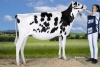 DOSE TAUREAU HAXL - NUS003212150432 - 6697612