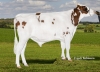 DOSE TAUREAU PO SL PP R - NUS003221033618 - 66A2151