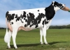 DOSE TAUREAU GRANDMARSH - NUS003252198204 - 66A2777