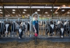 Audit contention en élevage bovin