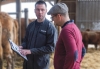 Consulting signes de vaches