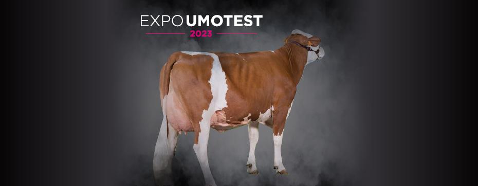 EXPO UMOTEST 2023 montbéliarde