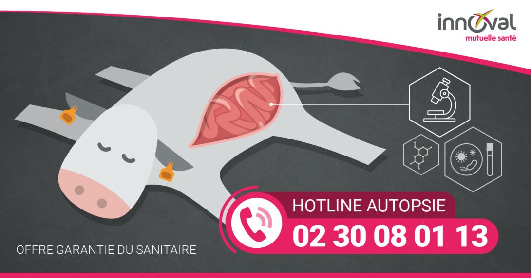 Hotline autopsie : un nouveau numéro pour identifier les causes de mortalité de vos bovins !