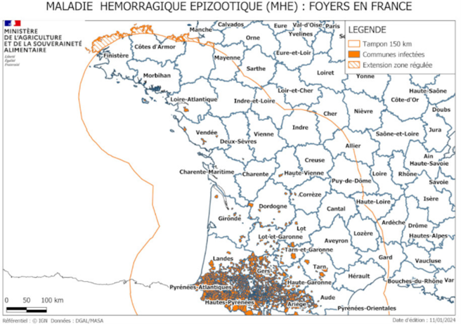 MALADIE HEMORRAGIQUE EPIZOOTIQUE 11/01/2024