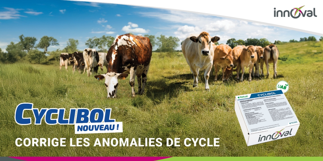 Nouveauté Cyclibol : optimisez la gestion des cycles !