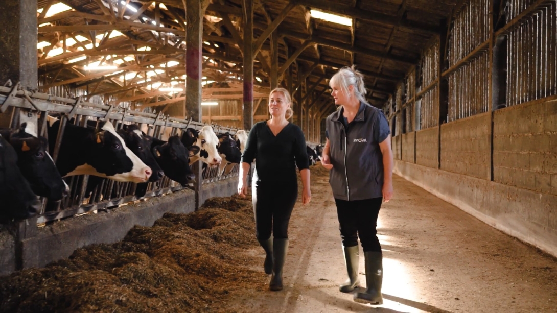 Maladies respiratoires chez les bovins : les détecter et agir efficacement avec Innoval